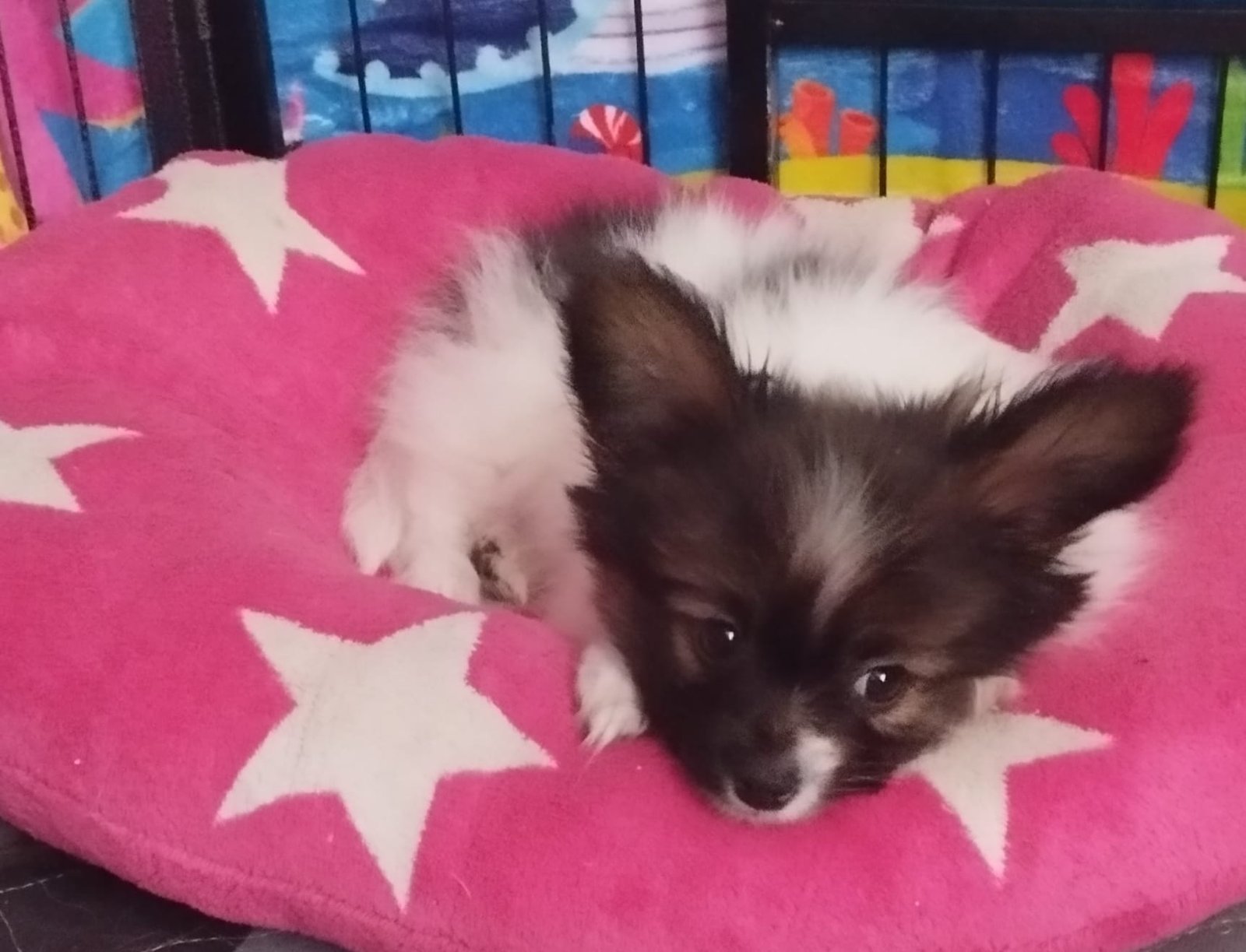 Iggy, a male Papillon puppy